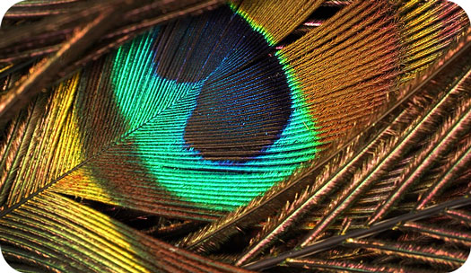 peacockfeather